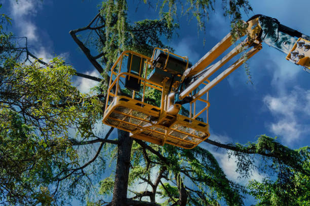 Trusted Crane, TX  Tree Services Experts